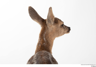 Deer doe head 0009.jpg